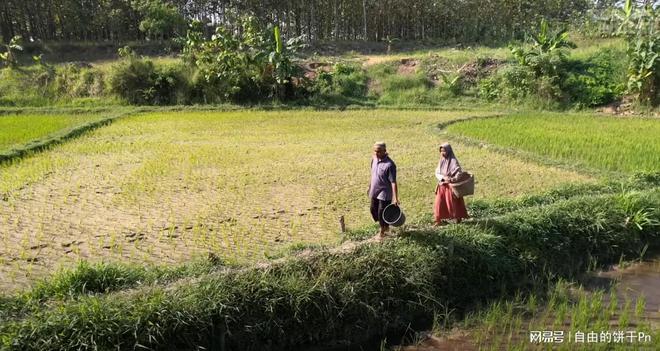 爪哇手工采油奇观：当土地只剩石油这根“救命稻草”(图8)